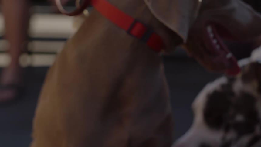 A man pets a panting dog