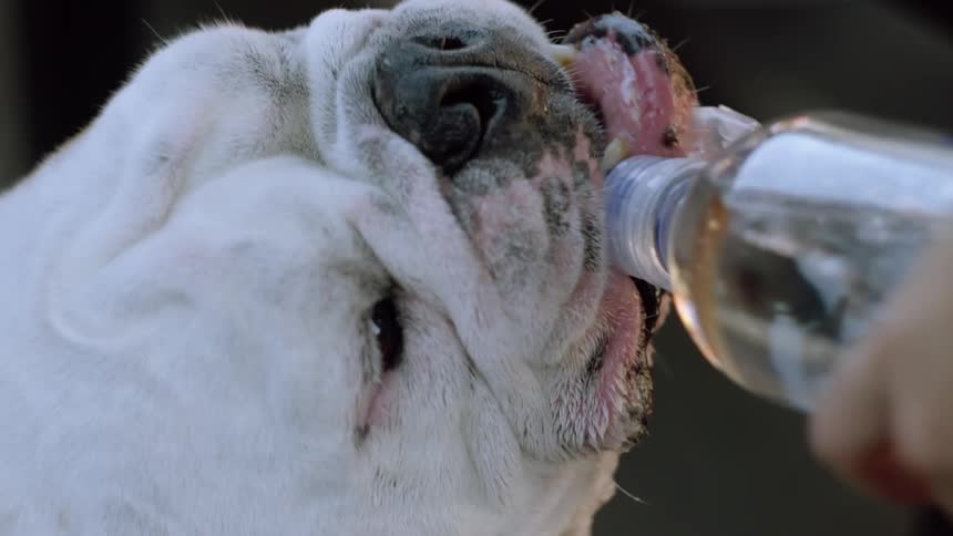 A dog drinking something