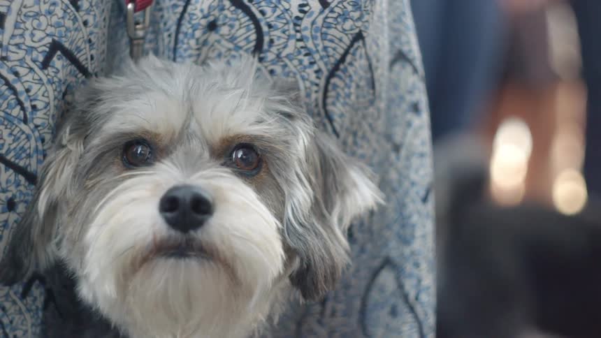 A shih tzu looking around
