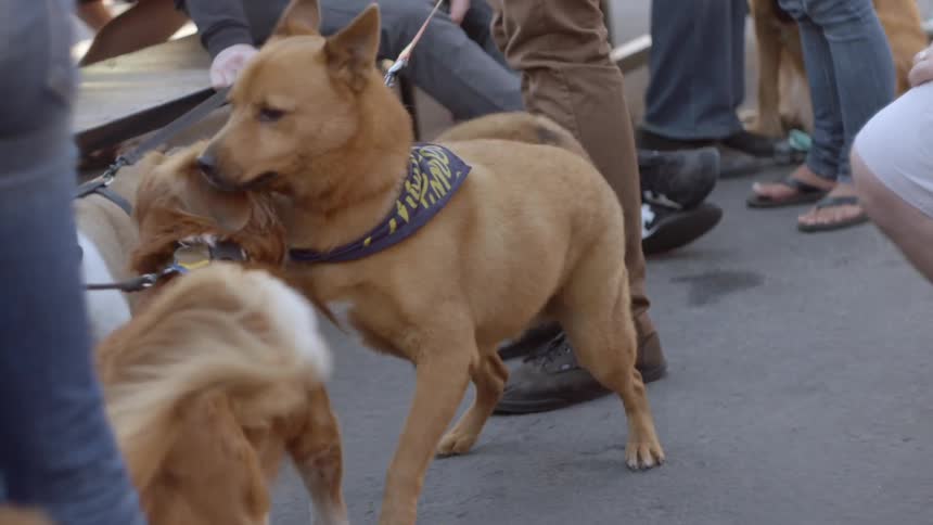 Two dogs on leashes fight