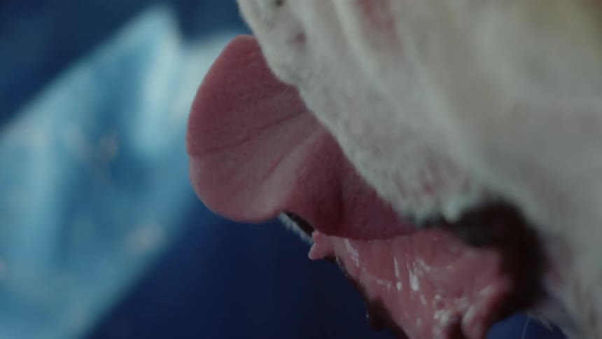 A dog's floppy tongue