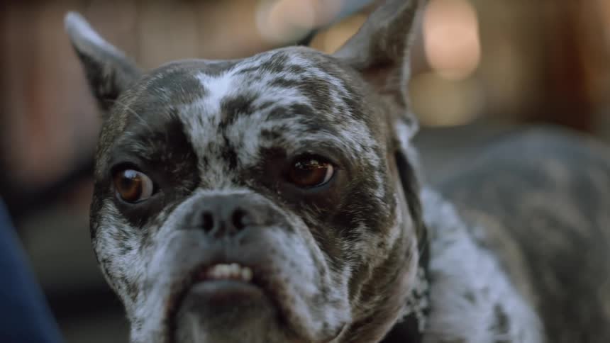 A bulldog looking around
