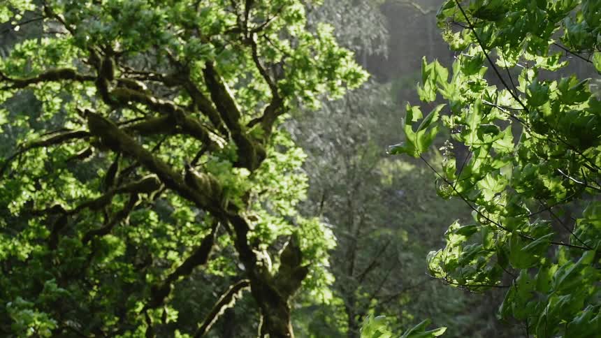 Wind blows through tree branches