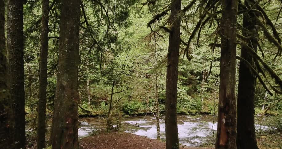 Oregon Forest And Rivers Aerials