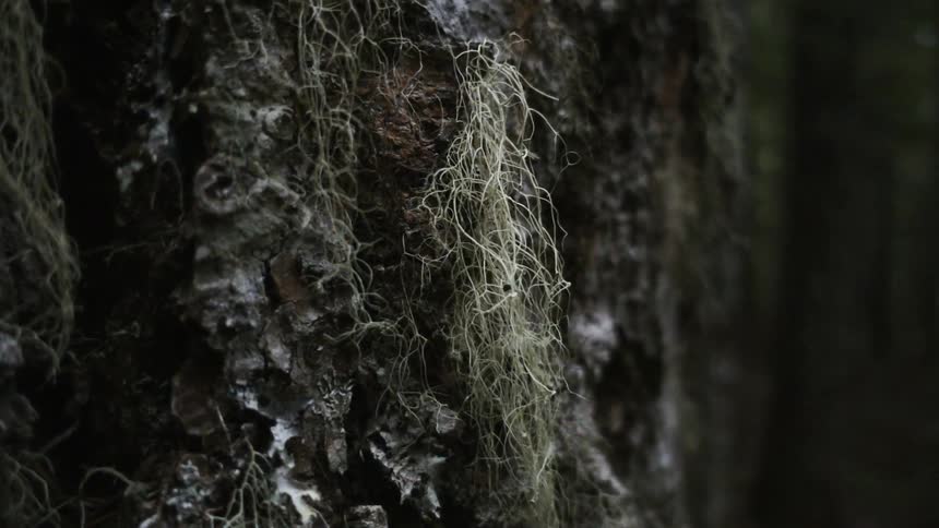 Moss grows on a tree trunk in a forest
