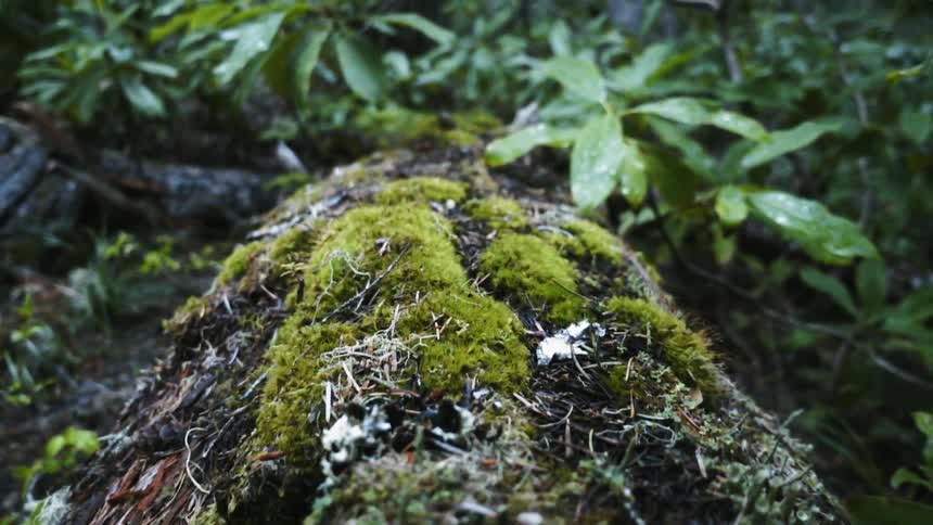 Moss on a log in the forest