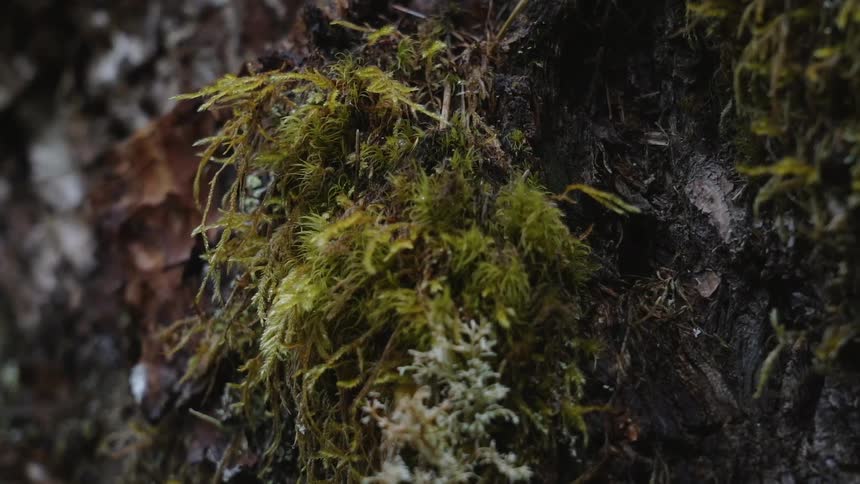 Oregon Forest Wilderness Scenics