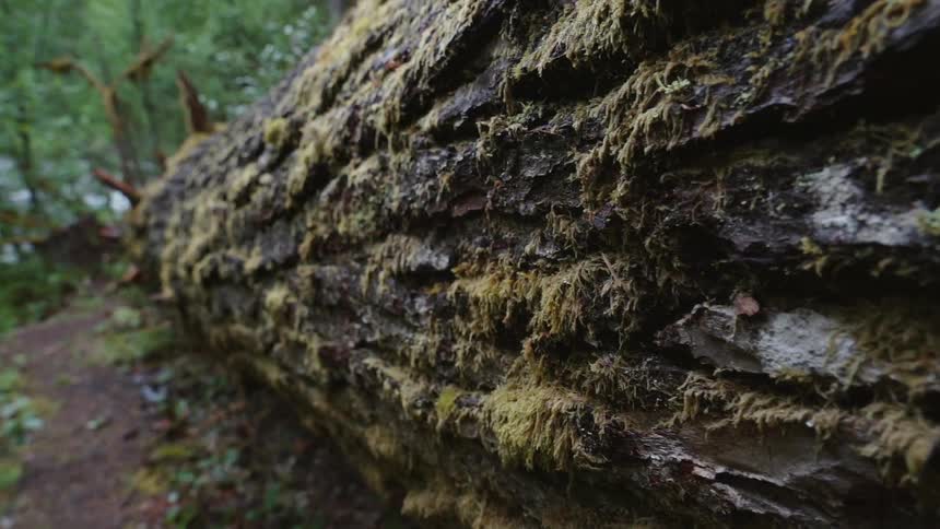 The rocks are covered with moss