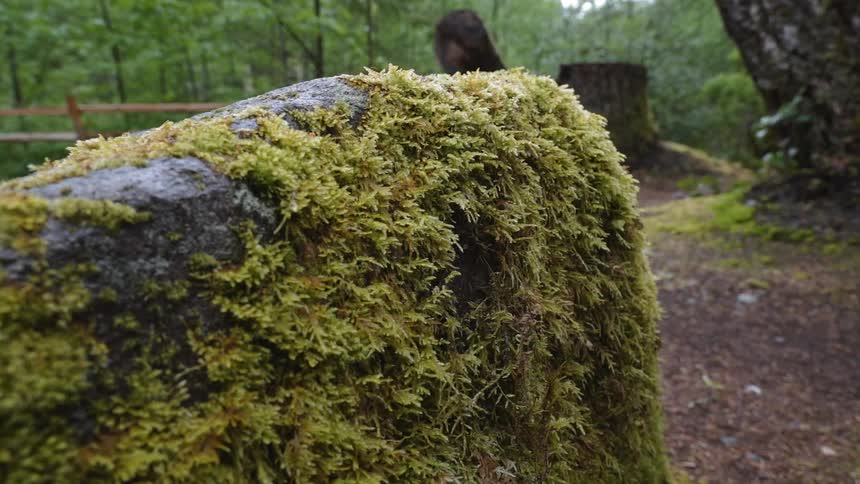 Moss covers a rock in a forest