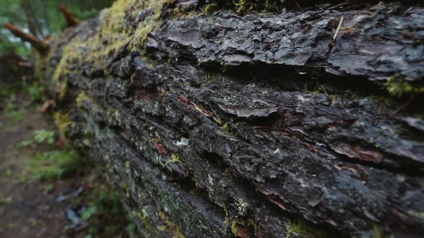 Moss grows on a fallen tree in a forest