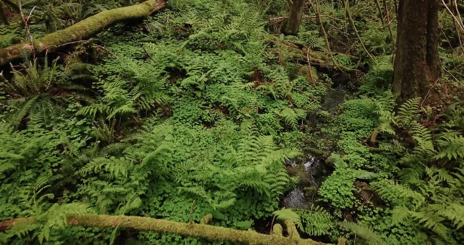 Ferns and foliage cover a forest floor