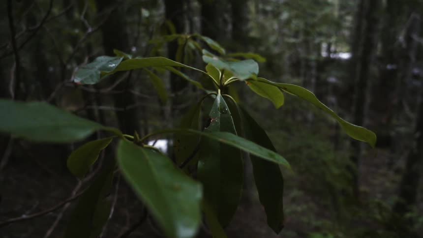 The leaves slowly rise in the wind
