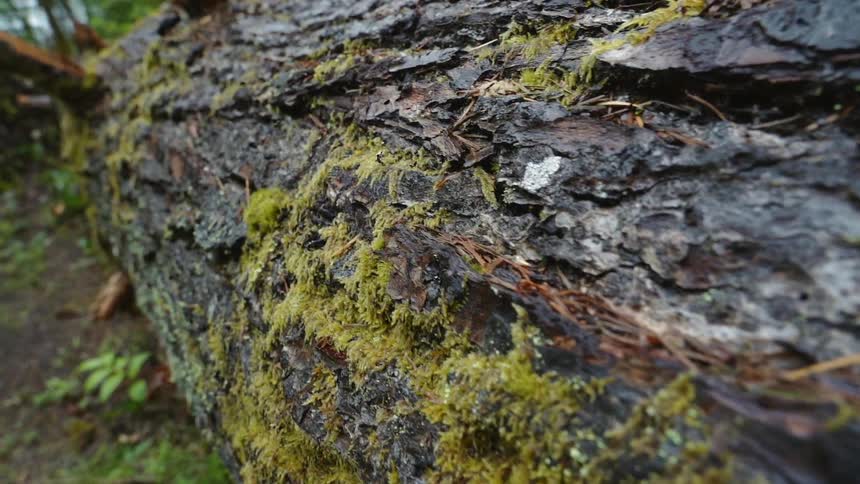Moss grows on a fallen tree in a forest