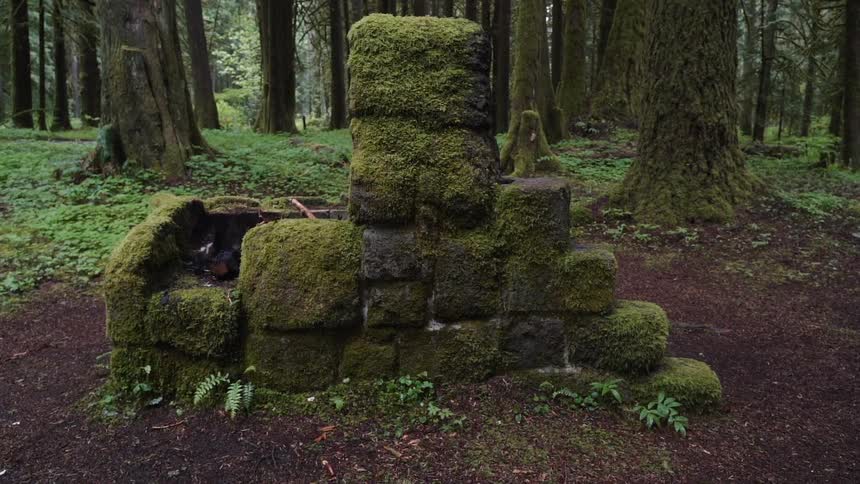 Oregon Forest Wilderness Scenics
