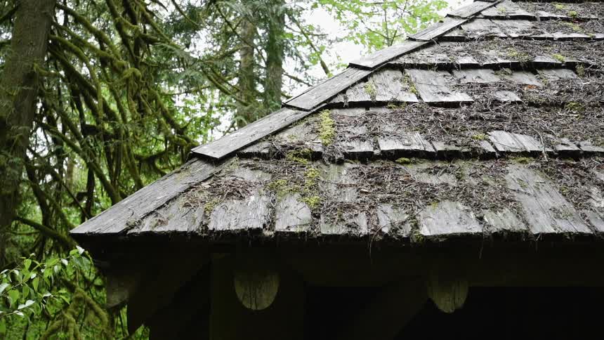 Moss and debris on the wooden shingles of a roof