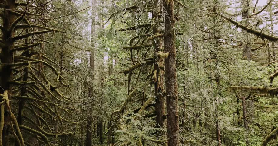 Tall trees tower in the forest