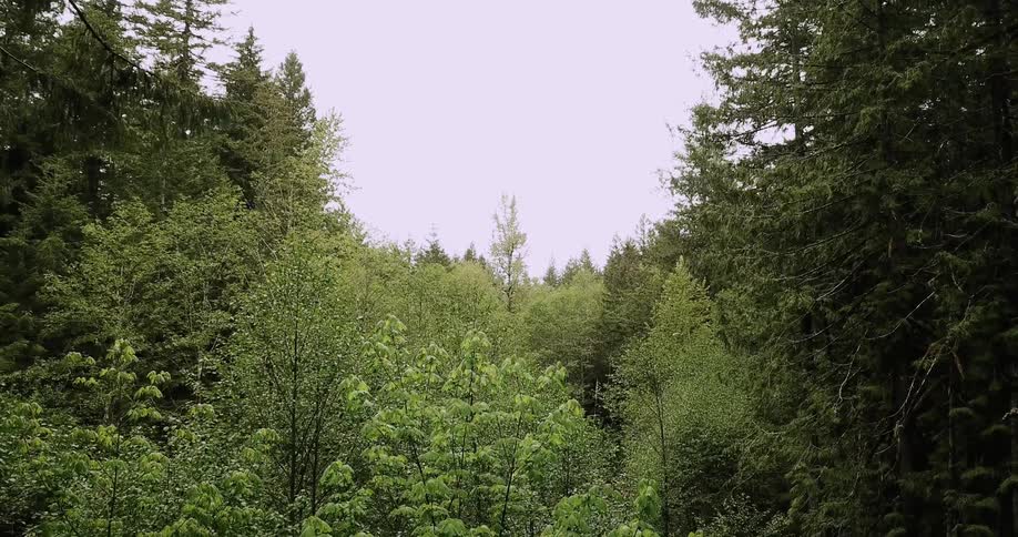 Trees stand in a forest