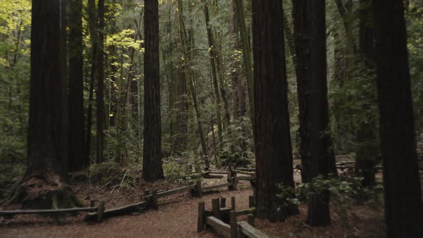 Trees tower over a path in the woods
