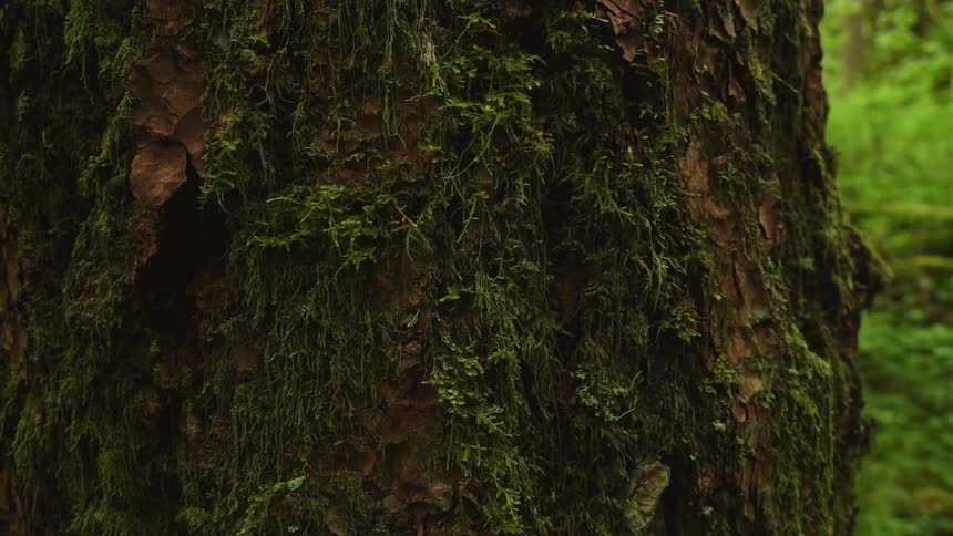 The large tree is covered with moss