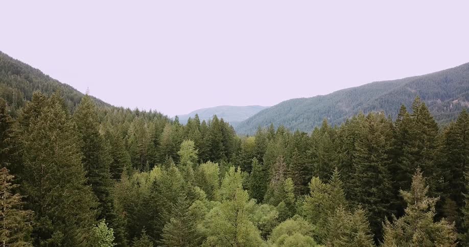 Tall trees cover the landscape