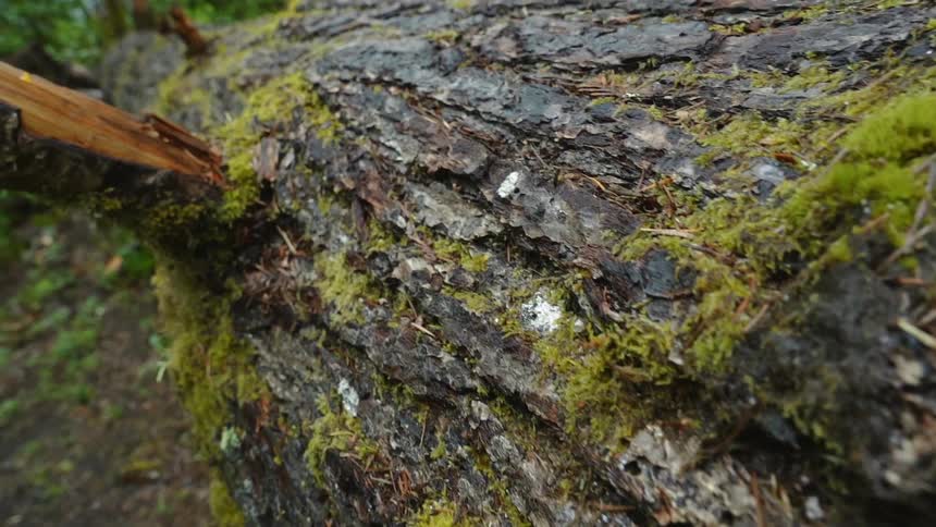 Oregon Forest Wilderness Scenics