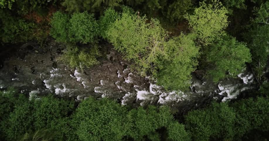 A river flows through a forest