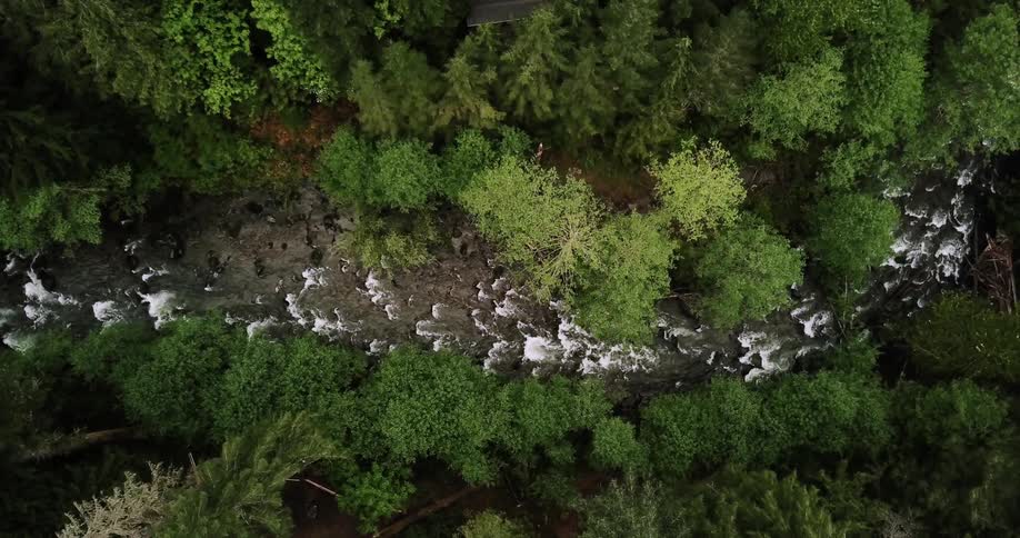 A river is rushing through a forest in daylight