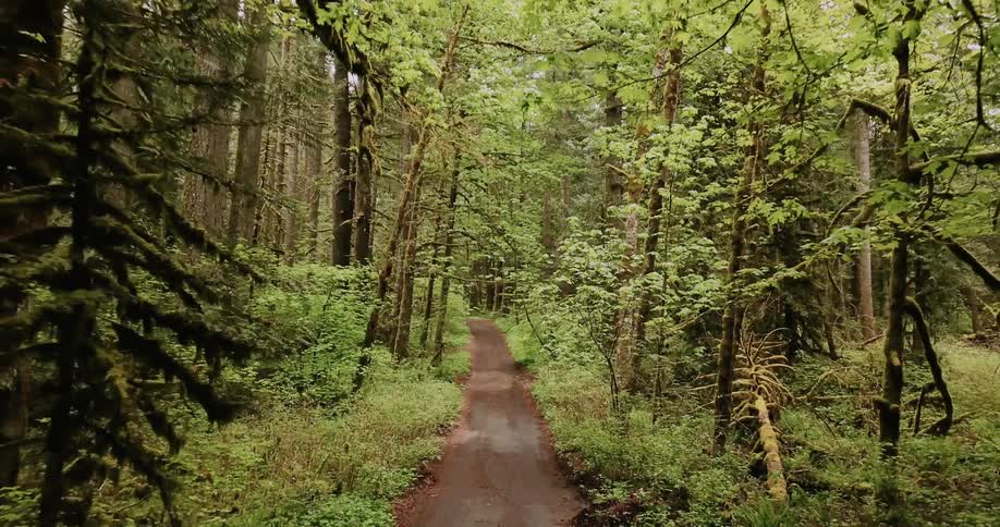 Trees line a path in a forest