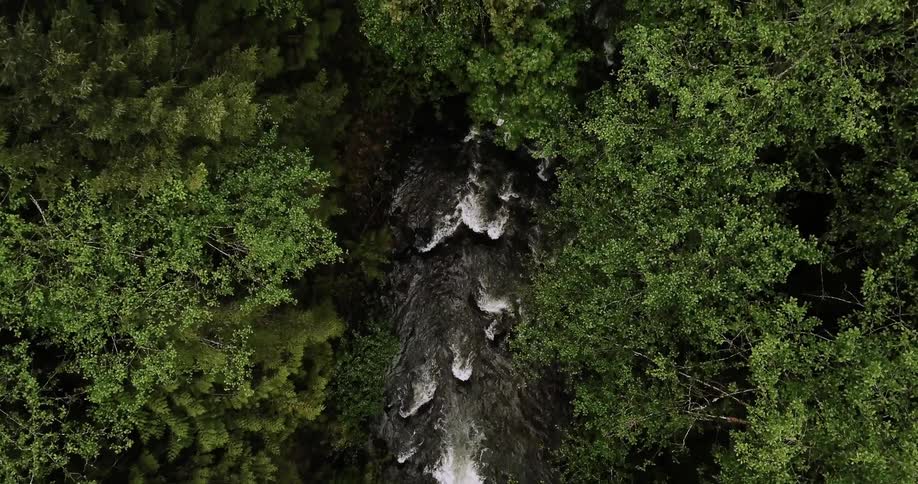 A river flows through a forest