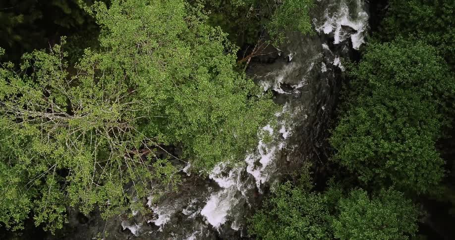 The stream rages through the forest