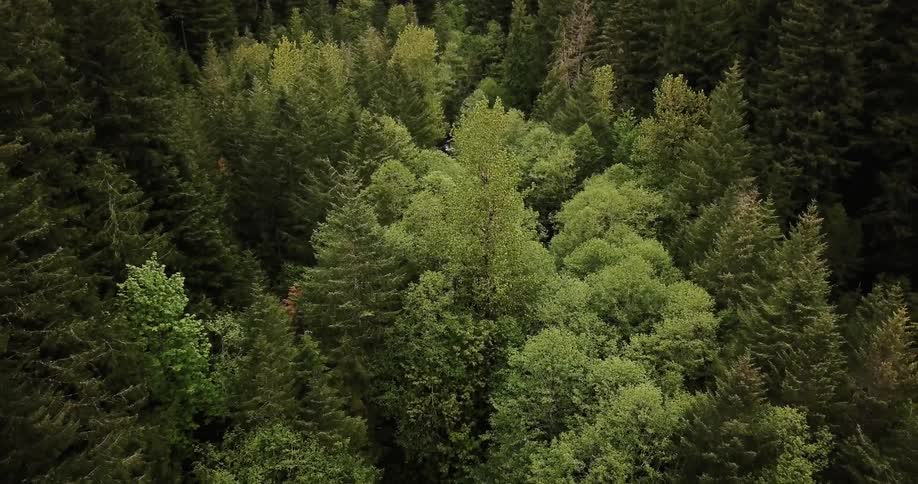 The forest has many tall trees