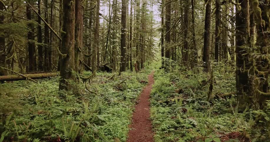 Dirt trail winding through dense green forest