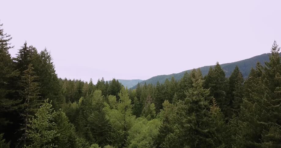 Trees grow in a mountain forest