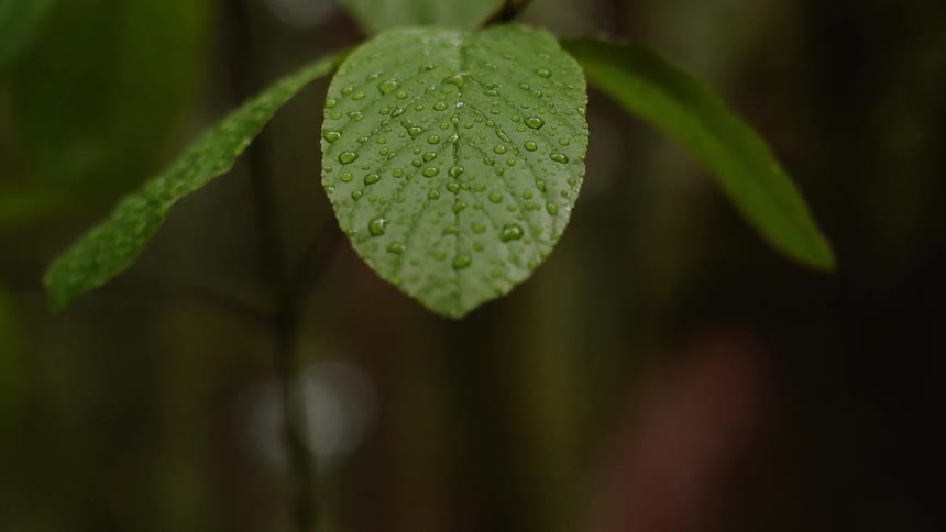 The leaf is covered with drops of water