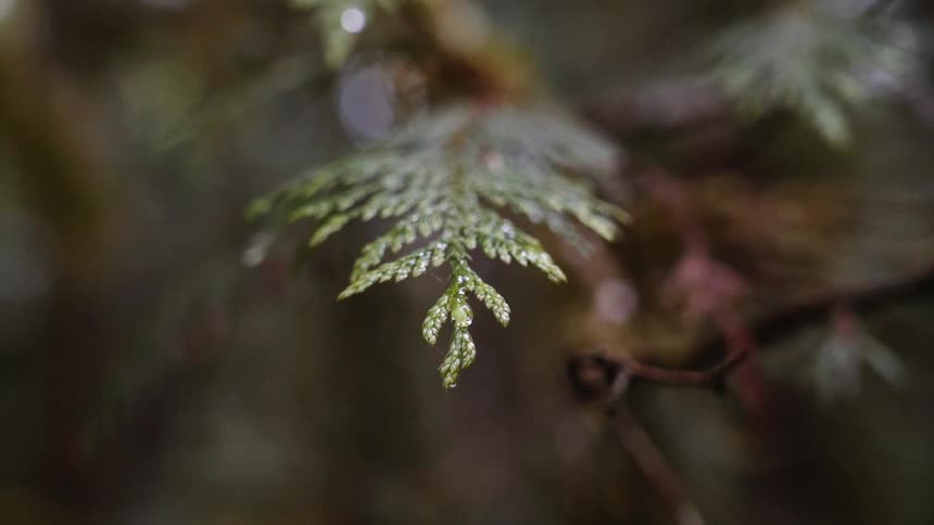 Leaves grow on a plant
