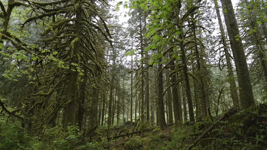 Tall trees stand in a forest