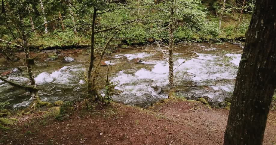 A river flows through a forest