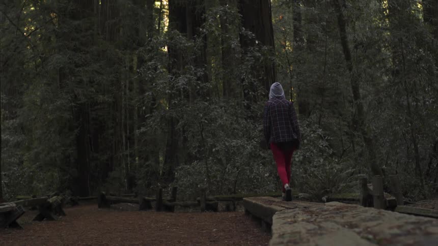 A hiker walks in the woods