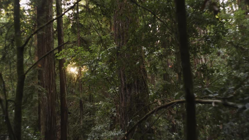 The sun shines through the trees of a forest