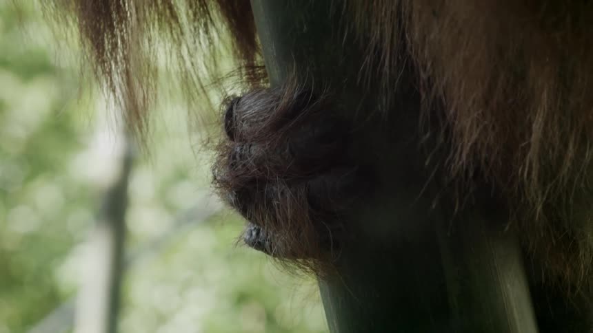 A gorilla sits still outside