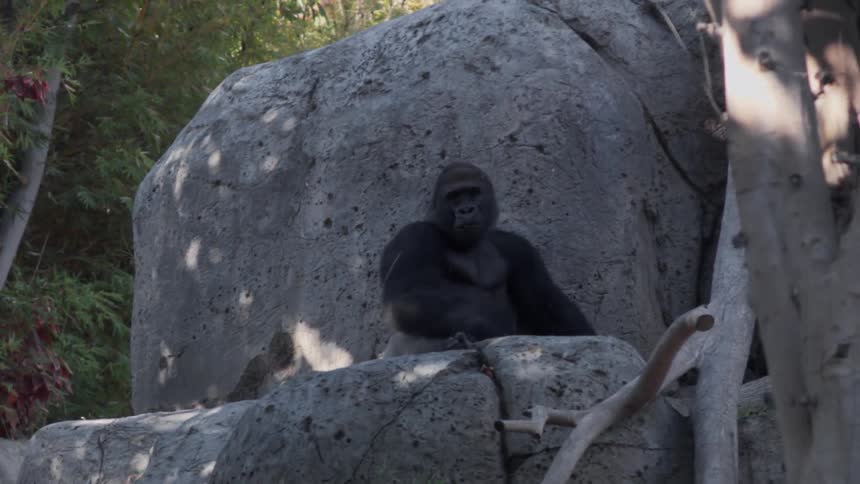 A gorilla sits on a boulder