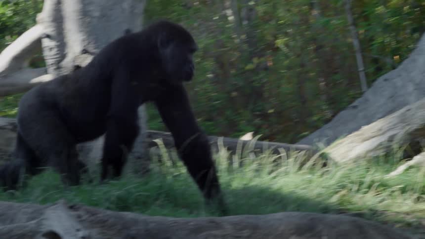 A gorilla walks across a naturally landscaped enclosure