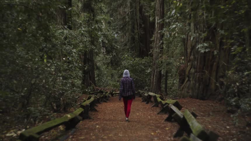 A person walks down a path in the forest