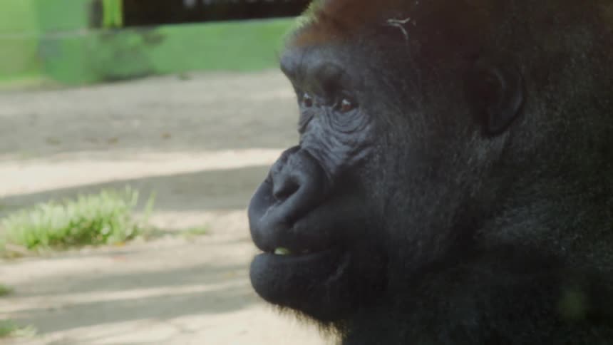 A gorilla sits on the ground and eats