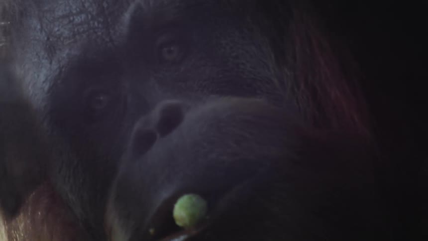 A gorilla scratches its face while it chews