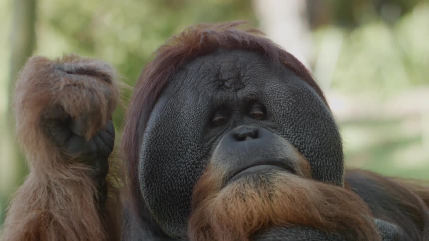 A primate sits outside