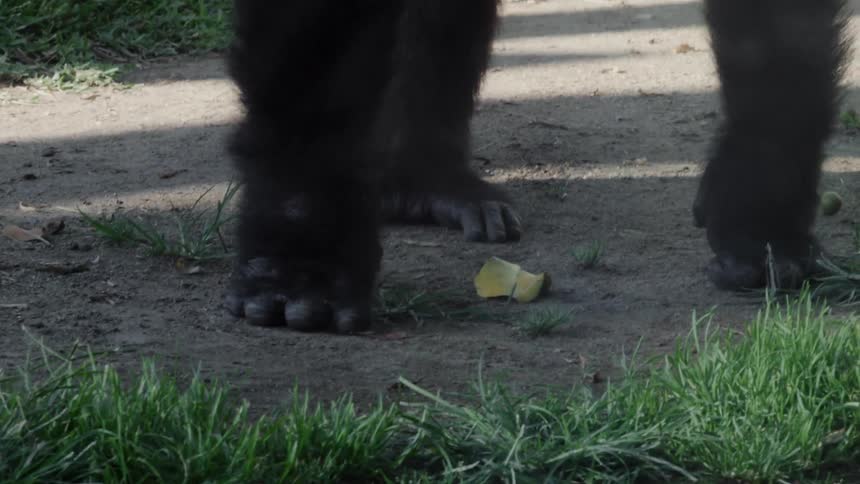 Gorillas walk on green grass and dirt