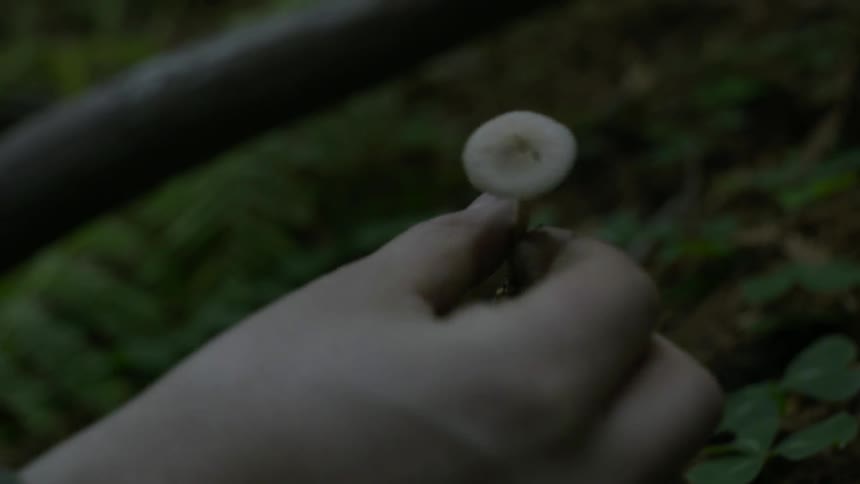 A hand picks a mushroom in the woods