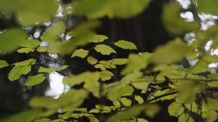 Leaves grow on a tree branch