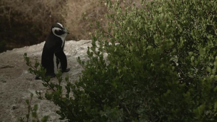A penguin sits on a rock next to a bush